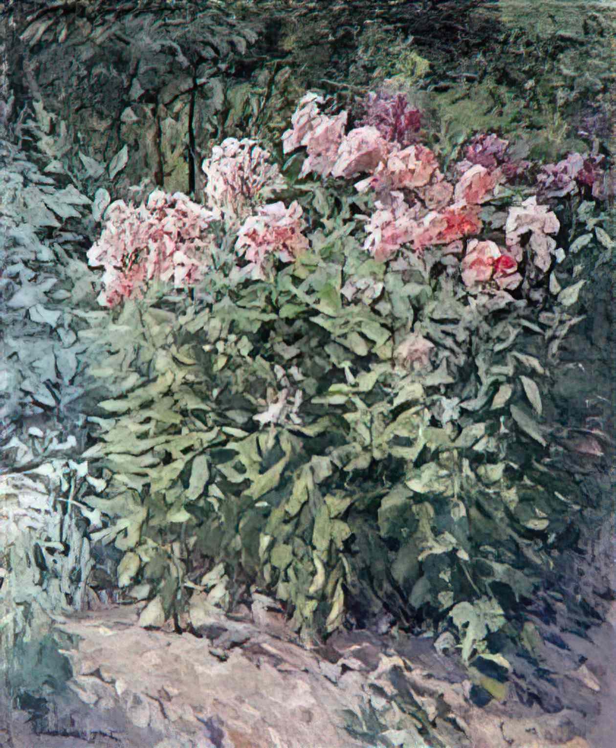 Pyotr Konchalovsky phlox on track 1955 Art A4 Photo Print