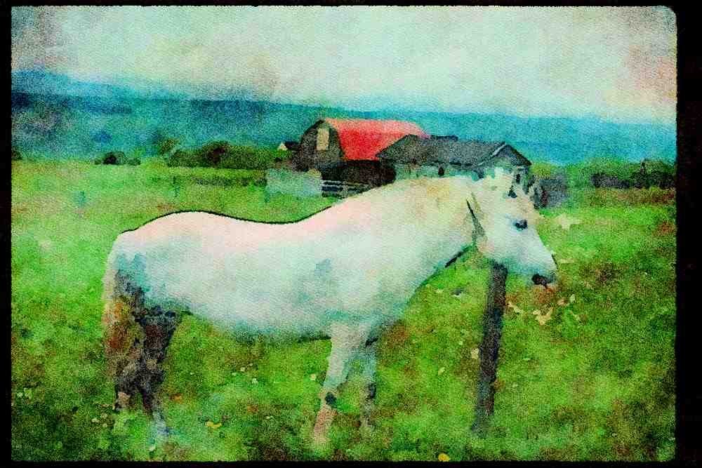 Quebec Rustic 262005 Ile D'Orleans Mare A4 Limited Edition Watercolour Print