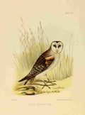 REB Litho Indian Ornithology 1847 Grass Owl A4 Photo Print
