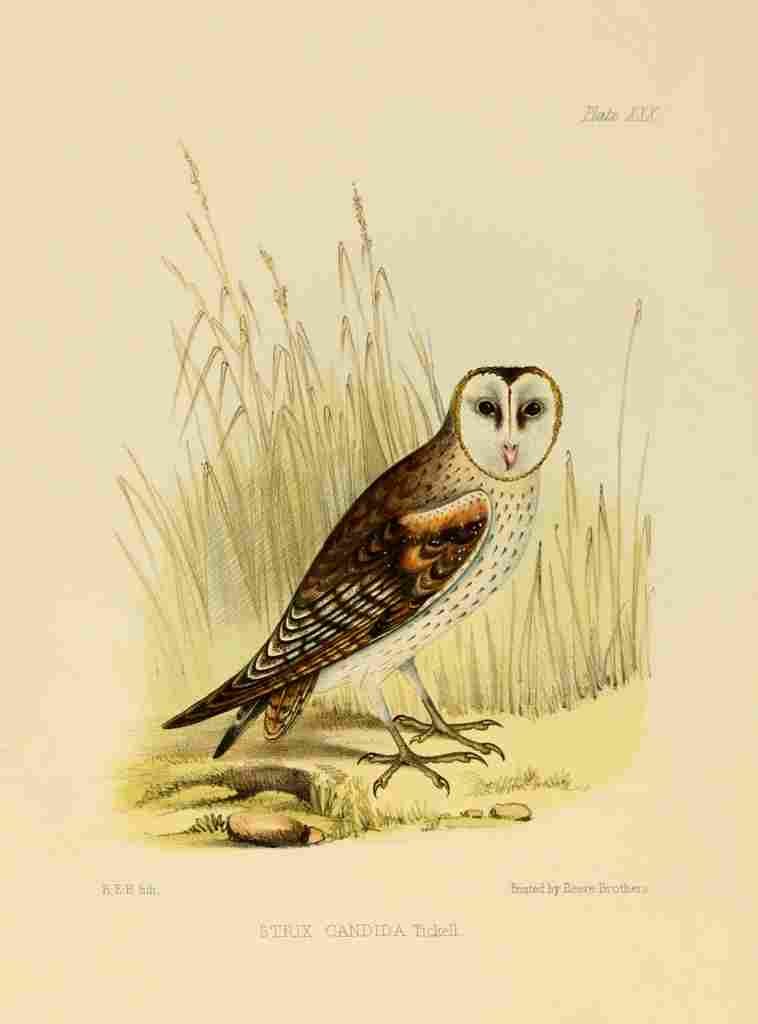 REB Litho Indian Ornithology 1847 Grass Owl A4 Photo Print
