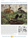 Rabbits Meadow Wildflowers 1950s Vintage Retro Advert Poster