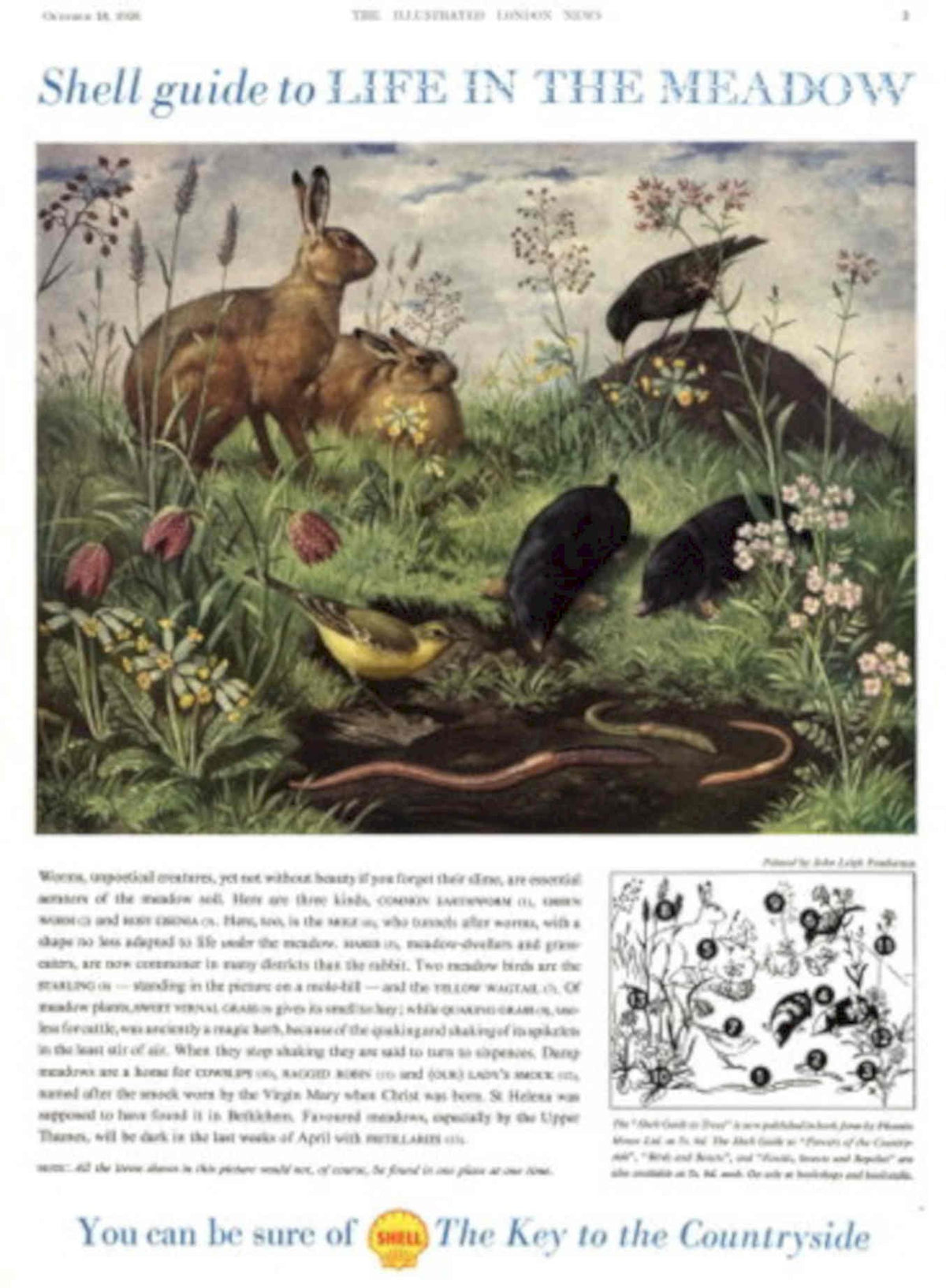 Rabbits Meadow Wildflowers 1950s Vintage Retro Advert Poster