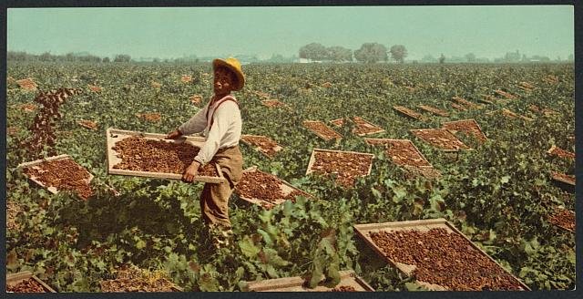 Raisin drying racks in Southern California Vintage A4 Photo Print