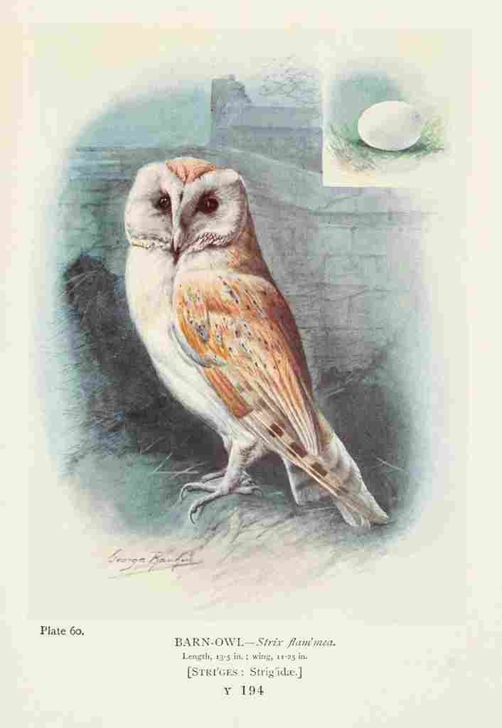Rankin George 1864 1937 Britains Birds 1910 Barn owl A4 Photo Print