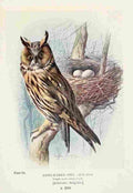 Rankin George 1864 1937 Britains Birds 1910 Long eared Owl A4 Photo Print