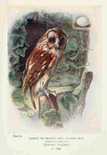 Rankin George 1864 1937 Britains Birds 1910 Tawny Owl A4 Photo Print