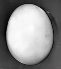 Raoul Ubac l oeuf Art A4 Photo Print