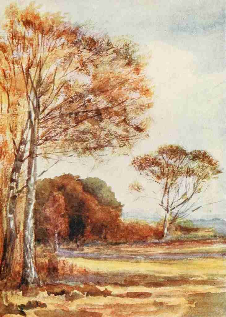 Rawnsley Alice Julia Willingham 1849 1941 The New Forest 1904 Below Park Hill Hampshire Vintage A4 Photo Print