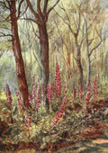 Rawnsley Alice Julia Willingham 1849 1941 The New Forest 1904 Foxgloves in The Enclosure A4 Photo Print