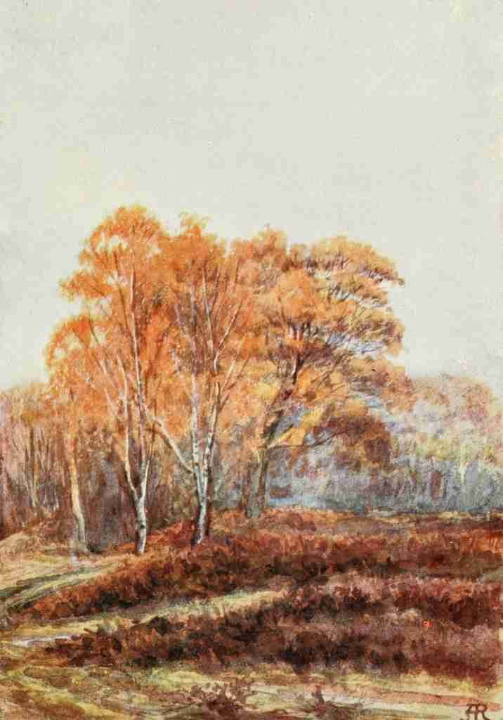 Rawnsley Alice Julia Willingham 1849 1941 The New Forest 1904 The Birches at Faircrop A4 Photo Print