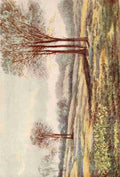 Rawnsley Alice Julia Willingham 1849 1941 The New Forest 1904 Wild Daffodils at Minstead Hampshire A4 Photo Print