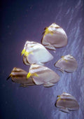 Red Sea 306027 Pinnate Batfishes A4 Photo Print