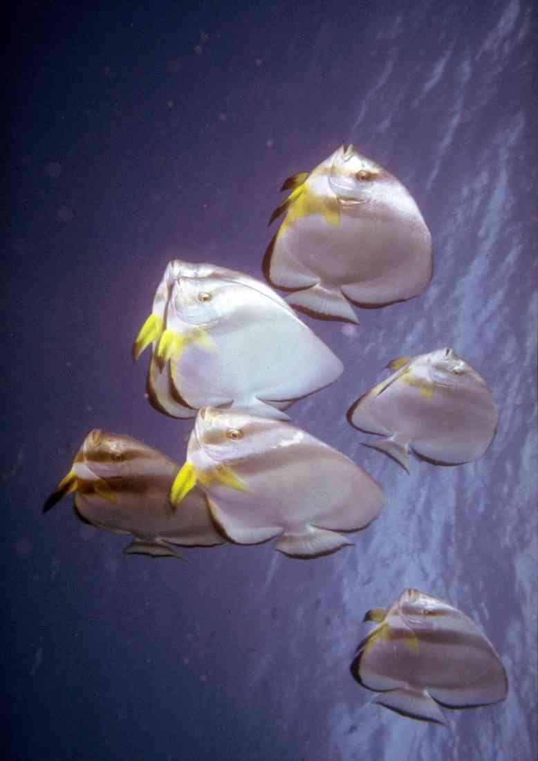 Red Sea 306027 Pinnate Batfishes A4 Photo Print
