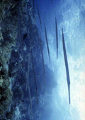 Red Sea 306091 Cornetfish A4 Photo Print