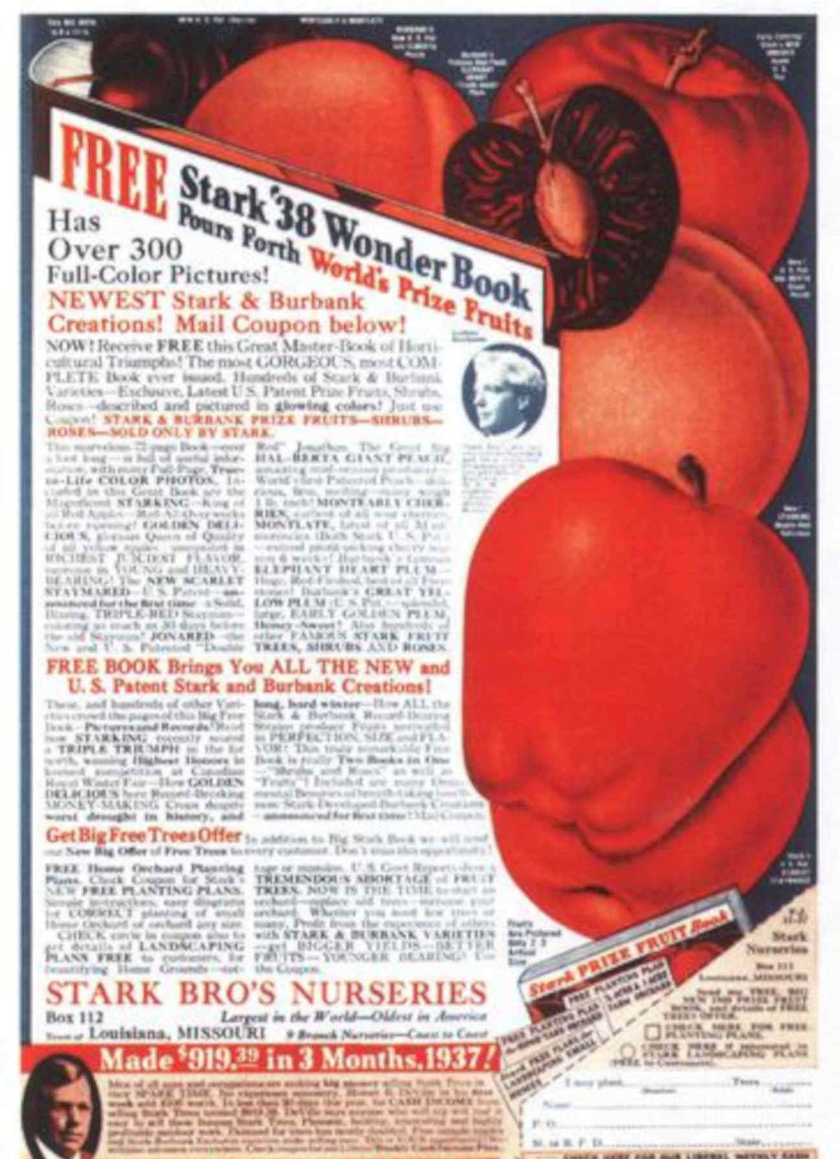 Red Tomatoes Plums Vintage Retro Advert Poster A4 Photo Print