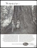 Redwood Tree Pfizer Vintage Retro Advert Ads A4 Photo Print