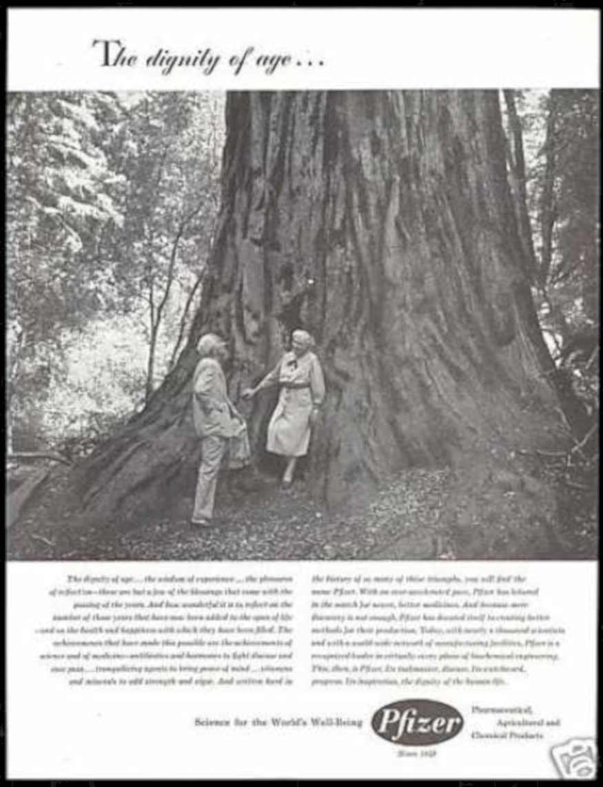 Redwood Tree Pfizer Vintage Retro Advert Ads A4 Photo Print