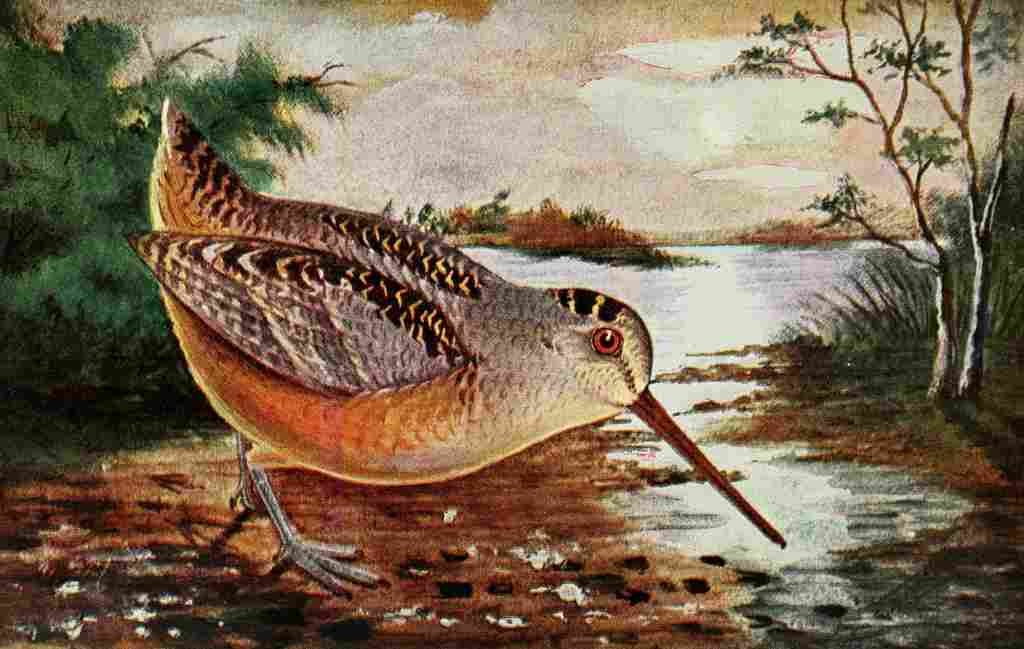 Reed C 1876 1911 American Woodcock A4 Photo Print