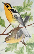 Reed C 1876 1911 Blackburnian Warbler A4 Photo Print