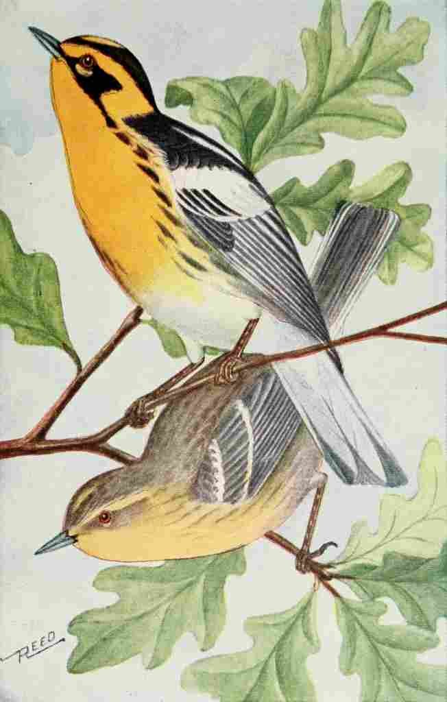 Reed C 1876 1911 Blackburnian Warbler A4 Photo Print
