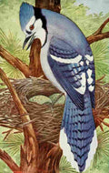 Reed C 1876 1911 Blue Jay A4 Photo Print