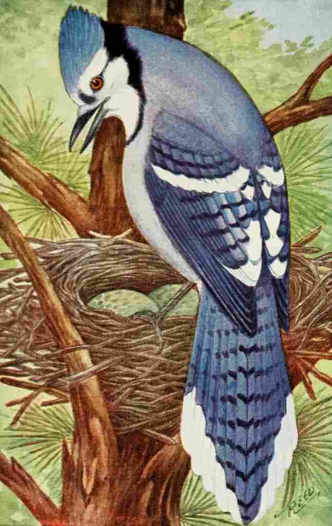 Reed C 1876 1911 Blue Jay A4 Photo Print