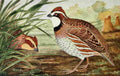 Reed C 1876 1911 Bob White A4 Photo Print