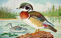 Reed C 1876 1911 Duck A4 Photo Print