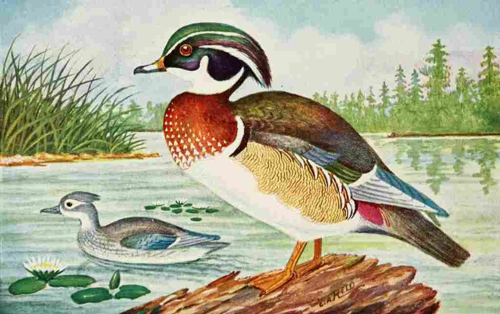 Reed C 1876 1911 Duck A4 Photo Print