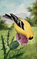 Reed C 1876 1911 Goldfinch A4 Photo Print