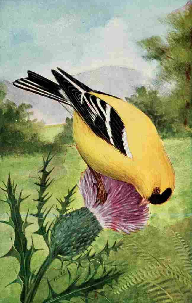 Reed C 1876 1911 Goldfinch A4 Photo Print
