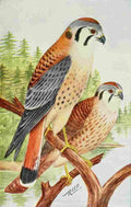 Reed C 1876 1911 Hawks A4 Photo Print