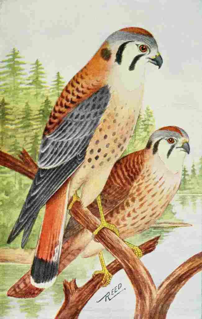 Reed C 1876 1911 Hawks A4 Photo Print