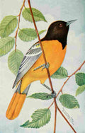 Reed C 1876 1911 Oriole A4 Photo Print