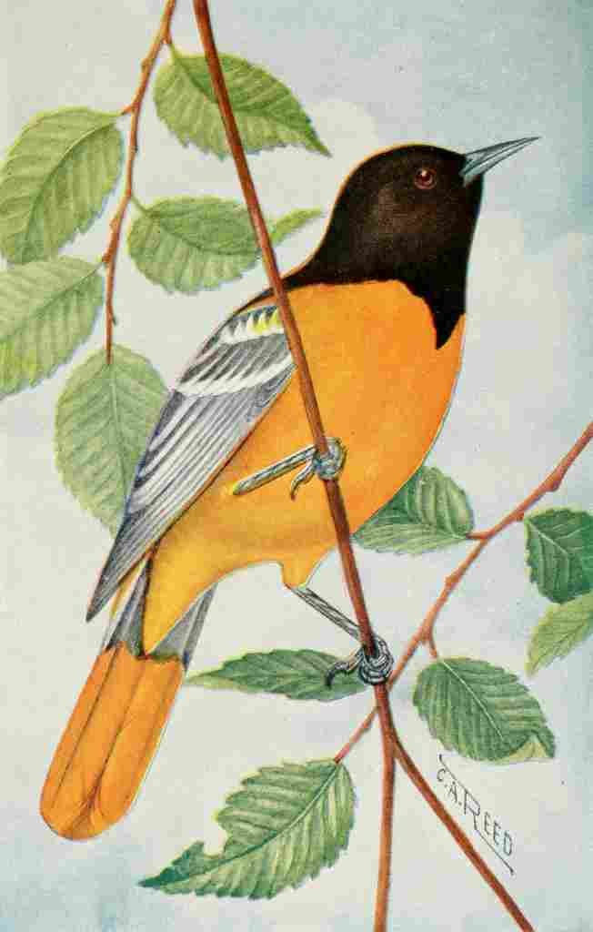 Reed C 1876 1911 Oriole A4 Photo Print