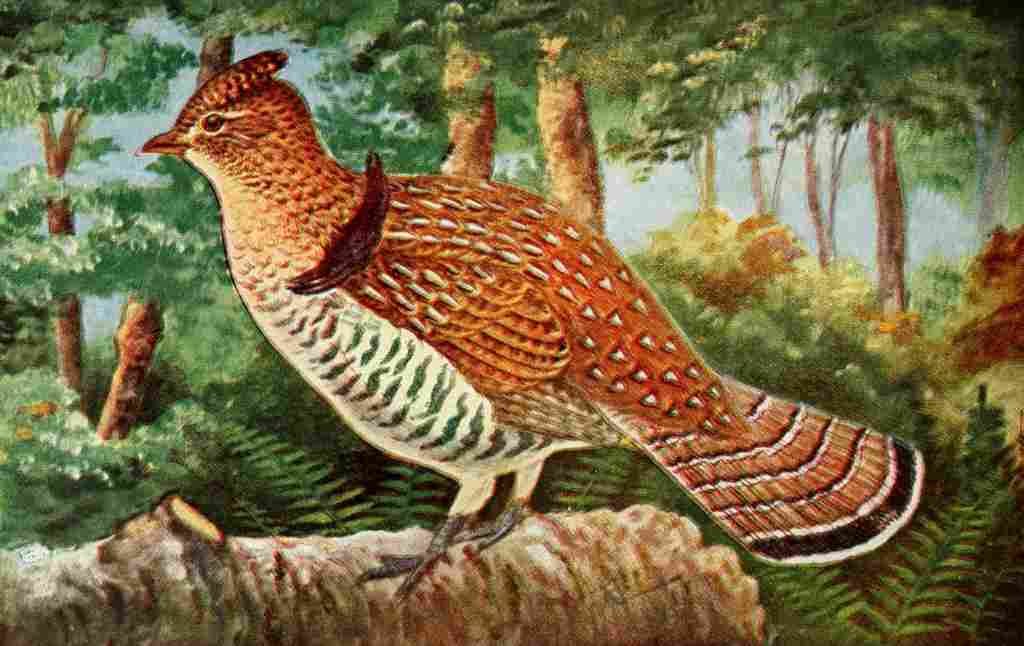 Reed C 1876 1911 Ruffed Grouse A4 Photo Print