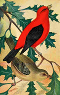 Reed C 1876 1911 Scarlet Tanager A4 Photo Print