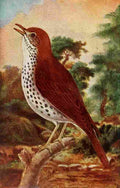 Reed C 1876 1911 Wood Thrush A4 Photo Print