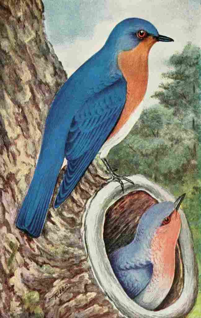 Reed C 1876 1912 The Bird Book 1915 Bluebird A4 Photo Print