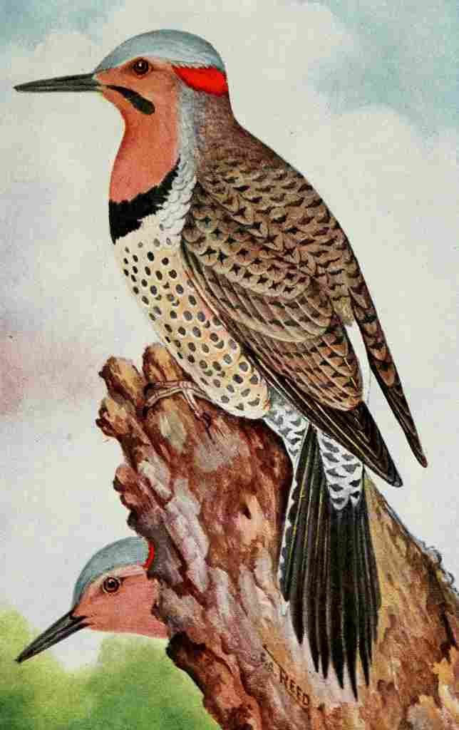 Reed C 1903 Flicker A4 Photo Print