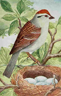 Reed C 1911 Chipping Sparrow A4 Photo Print