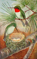 Reed C Birds 1903 Ruby thr Humming bird A4 Photo Print