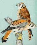 Reed C Birds 1903 Sparrow Hawks A4 Photo Print