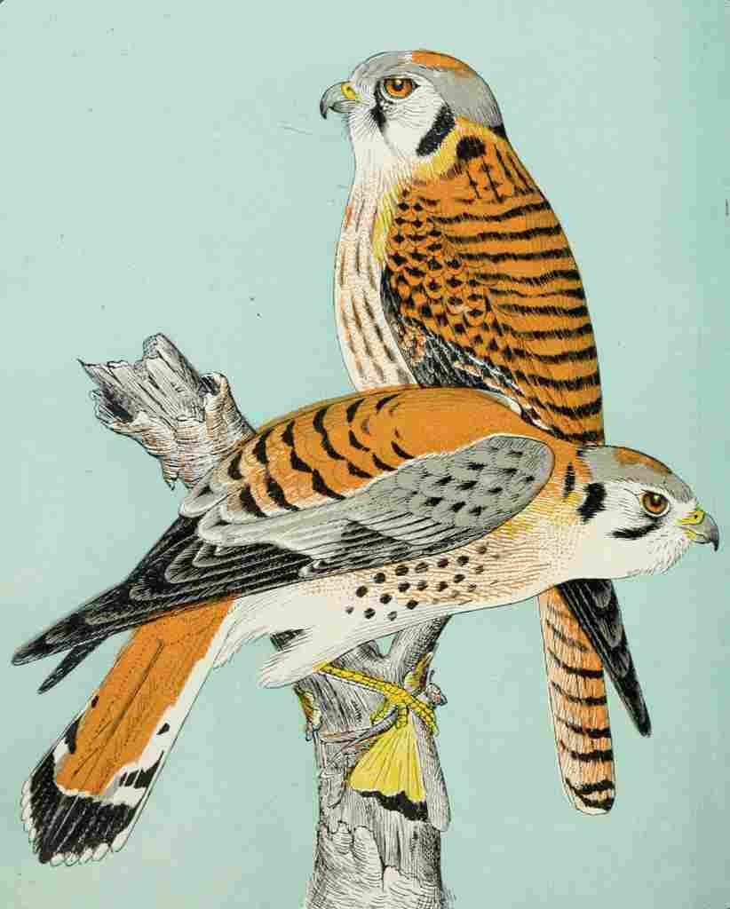 Reed C Birds 1903 Sparrow Hawks A4 Photo Print