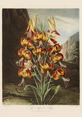 Reinagle Philip 1749 1833 Temple of Flora 1807 Superb A4 Photo Print