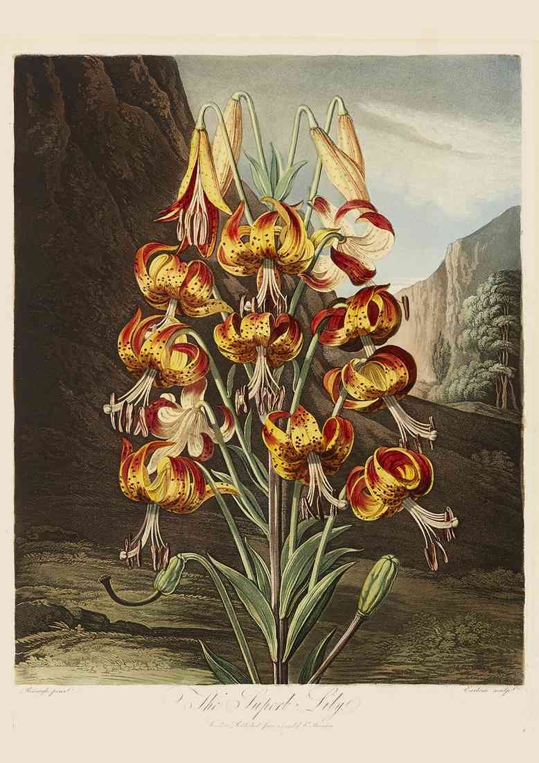 Reinagle Philip 1749 1833 Temple of Flora 1807 Superb A4 Photo Print