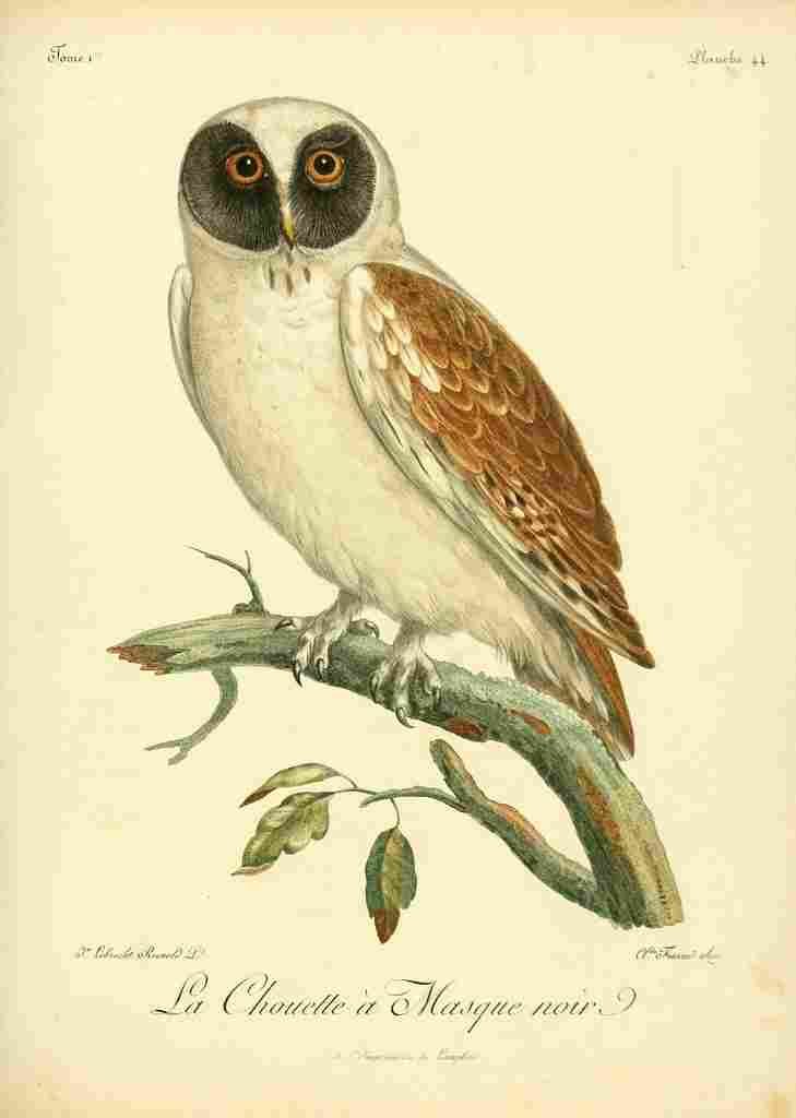Reinhold Jean Lebrecht 1799 Black faced Owl A4 Photo Print