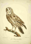 Reinhold Jean Lebrecht 1799 Le Chou cou hou A4 Photo Print