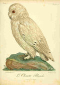 Reinhold Jean Lebrecht 1799 Snowy Owl A4 Photo Print