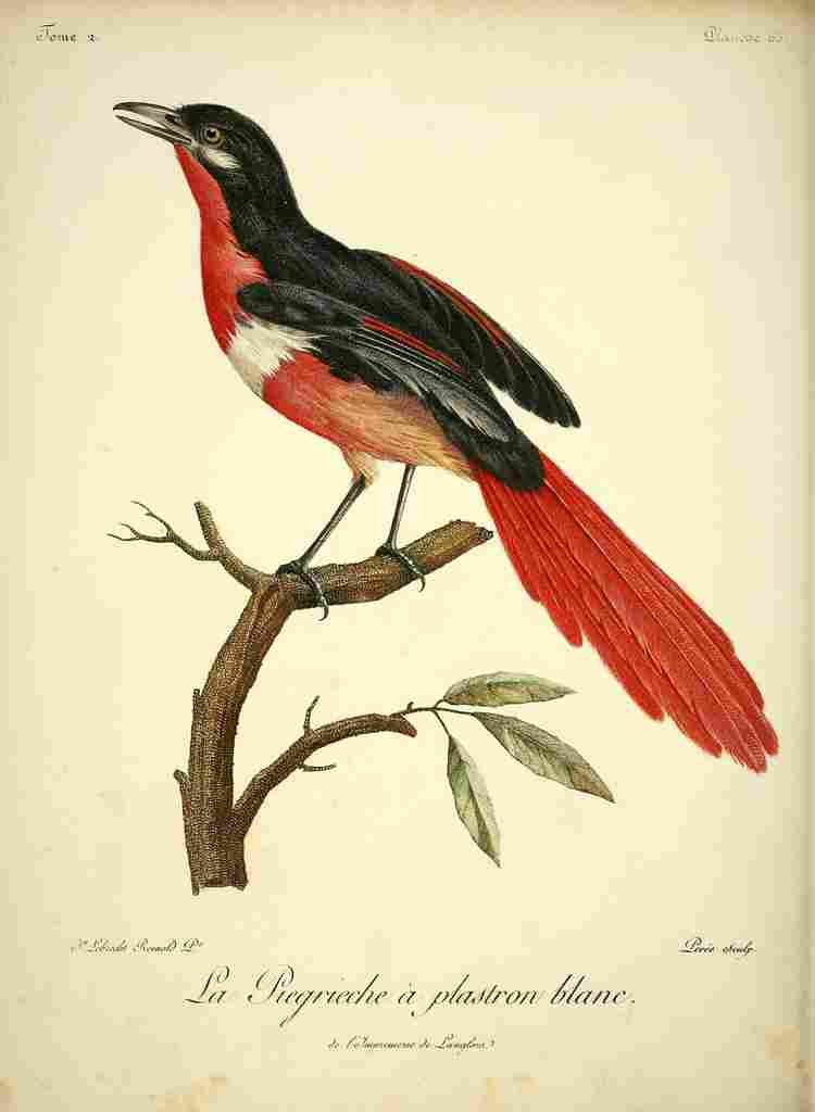 Reinhold Jean Lebrecht 1799 White bibbed Shrike A4 Photo Print